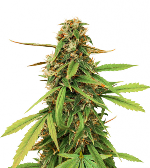 1715755307193.png 1715755307193.png