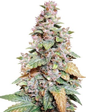 wedding cheesecake.jpg wedding cheesecake.jpg