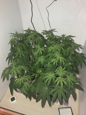 4A76E8EE-8E29-4B28-8CD8-763CE1B6C86C.jpeg 4A76E8EE-8E29-4B28-8CD8-763CE1B6C86C.jpeg