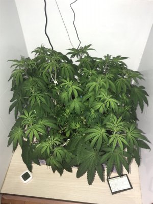 9A7020AA-9494-4F24-B01C-0D03A29ECB33.jpeg 9A7020AA-9494-4F24-B01C-0D03A29ECB33.jpeg