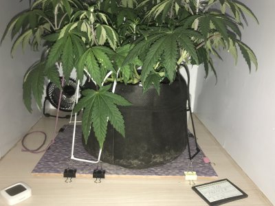 A61CD576-CF41-48BC-AF67-B2B8454F208E.jpeg A61CD576-CF41-48BC-AF67-B2B8454F208E.jpeg