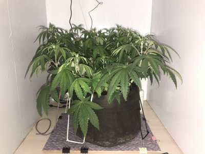 2FC3E39F-88C0-4331-BC86-55D8666EC6C2.jpeg 2FC3E39F-88C0-4331-BC86-55D8666EC6C2.jpeg