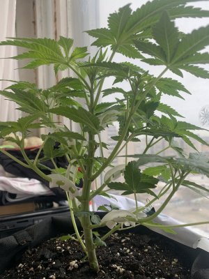 IMG_0574.jpeg IMG_0574.jpeg