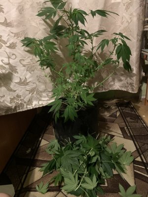 IMG_1036.jpeg IMG_1036.jpeg