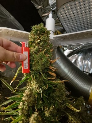 IMG_20240516_173540_628.jpg IMG_20240516_173540_628.jpg