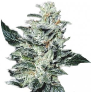 sensi star.jpg sensi star.jpg