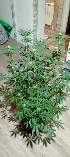 IMG_20240517_211831.jpg IMG_20240517_211831.jpg