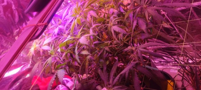 WhatsApp Image 2024-05-18 at 13.50.56.jpeg