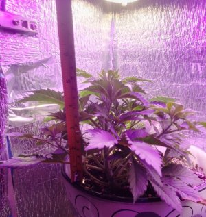 photo_2_2024-05-20_14-23-24.jpg photo_2_2024-05-20_14-23-24.jpg