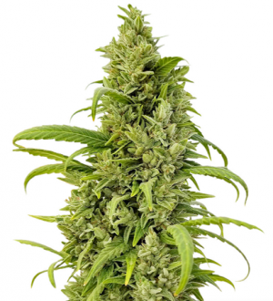 1716213427320.png 1716213427320.png