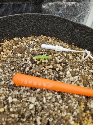 20240524_172417.jpg 20240524_172417.jpg