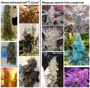 IMG_20220205_102505_276.jpg IMG_20220205_102505_276.jpg