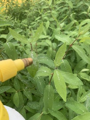 IMG_1472.jpeg IMG_1472.jpeg