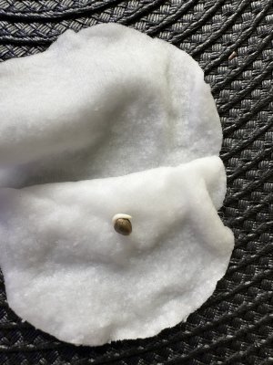 IMG_3559.jpeg IMG_3559.jpeg