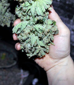 1645961383412.png 1645961383412.png