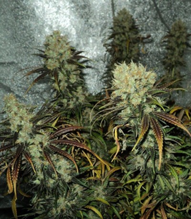 1645968521731.png 1645968521731.png