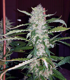 1645968711861.png 1645968711861.png