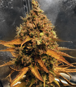 1646138833892.png 1646138833892.png