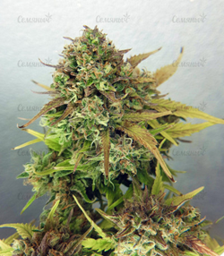 1646139027073.png 1646139027073.png