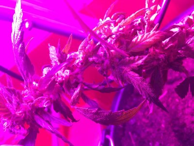 E69876EA-CAF7-43B3-998A-70EBC4936BEE.jpeg E69876EA-CAF7-43B3-998A-70EBC4936BEE.jpeg