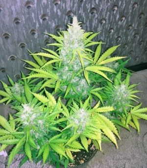 1646411096021.png 1646411096021.png