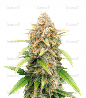 1646411186165.png 1646411186165.png