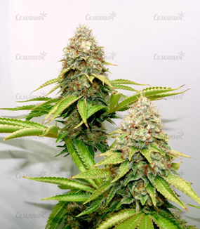 1646415851505.png 1646415851505.png