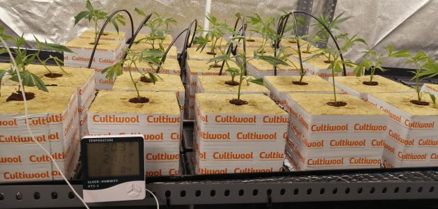 IMG_20220304_211325_582.jpg IMG_20220304_211325_582.jpg