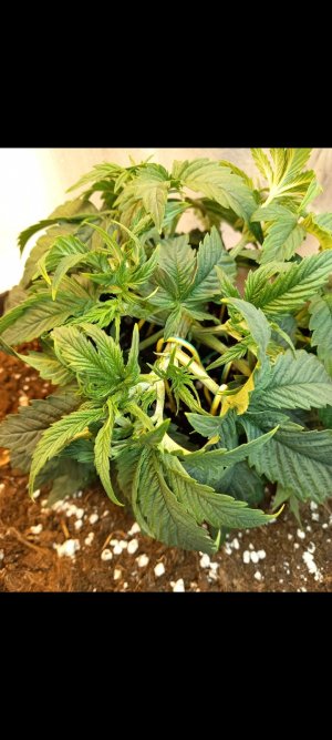 Screenshot_20220305-200724_Gallery.jpg Screenshot_20220305-200724_Gallery.jpg