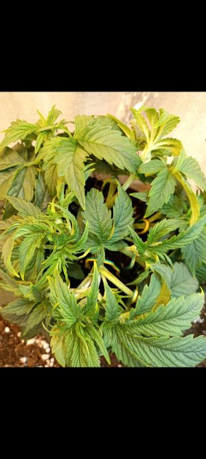 Screenshot_20220305-200728_Gallery.jpg Screenshot_20220305-200728_Gallery.jpg