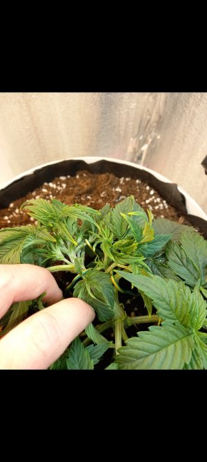 Screenshot_20220305-200736_Gallery.jpg Screenshot_20220305-200736_Gallery.jpg