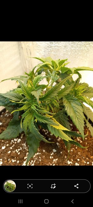 Screenshot_20220305-200750_Gallery.jpg Screenshot_20220305-200750_Gallery.jpg