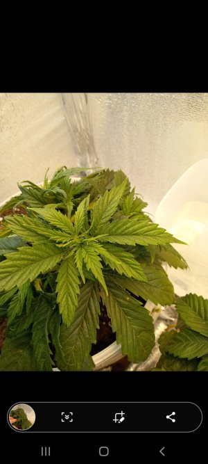 Screenshot_20220305-200756_Gallery.jpg Screenshot_20220305-200756_Gallery.jpg