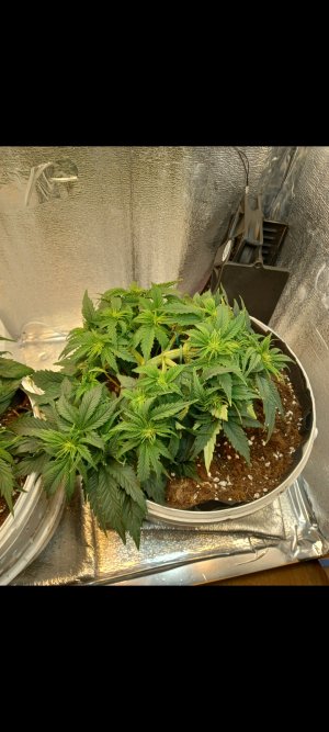 Screenshot_20220313-012817_Gallery.jpg Screenshot_20220313-012817_Gallery.jpg