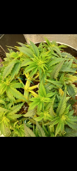 Screenshot_20220313-012833_Gallery.jpg Screenshot_20220313-012833_Gallery.jpg