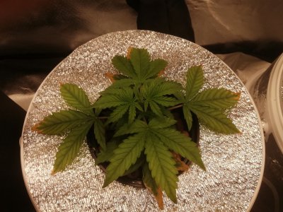 IMG_20220312_233812.JPEG IMG_20220312_233812.JPEG