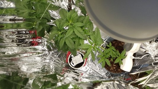 IMG-20240527-120834.jpg IMG-20240527-120834.jpg