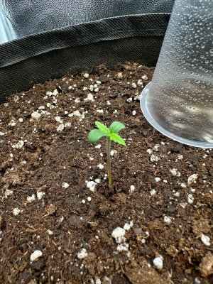 IMG_3633.jpeg IMG_3633.jpeg