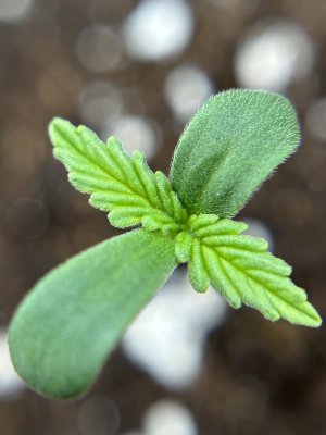 IMG_3631.jpeg IMG_3631.jpeg