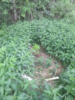 IMG_20240531_180448_804.jpg IMG_20240531_180448_804.jpg