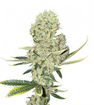 1717427733179.png 1717427733179.png