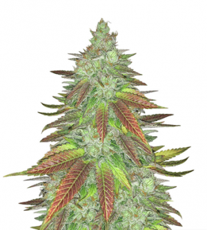 1717427737563.png 1717427737563.png