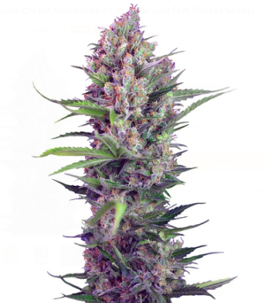 1717853524421.png 1717853524421.png