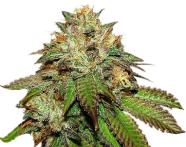 bubba kush.png bubba kush.png