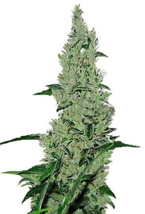 griega.png griega.png