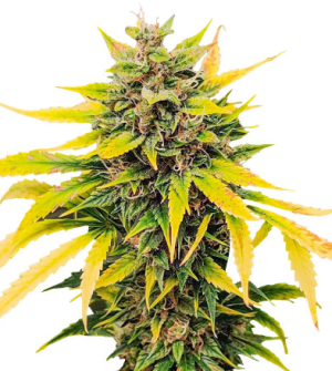 auto ak.png auto ak.png