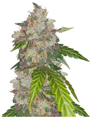 auto ww.png auto ww.png