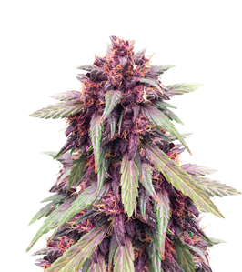 1718278949185.png 1718278949185.png