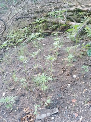 IMG_20240614_060055_186.jpg IMG_20240614_060055_186.jpg