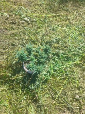 IMG_20240614_145507_603.jpg IMG_20240614_145507_603.jpg